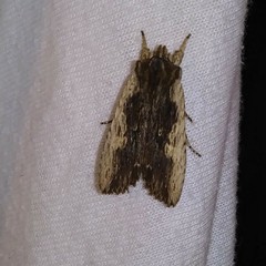 Lithophane hemina