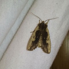 Lithophane hemina