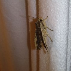 Lithophane hemina