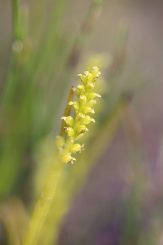 Image of Microtis atrata by (c) Hugo Innes, some rights reserved (CC BY)