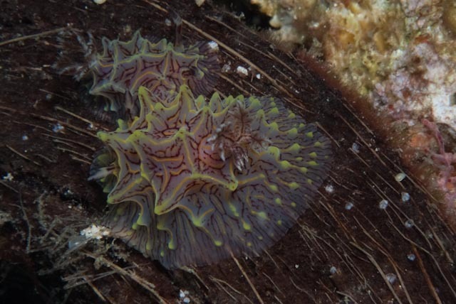 Willey’s Nudibranch
