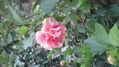 Dianthus caryophyllus