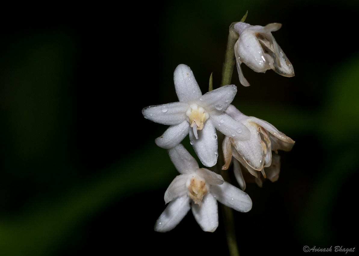 Ophiopogon