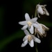 Lily-Turfs - Photo (c) Avinash Bhagat, some rights reserved (CC BY-NC), uploaded by Avinash Bhagat