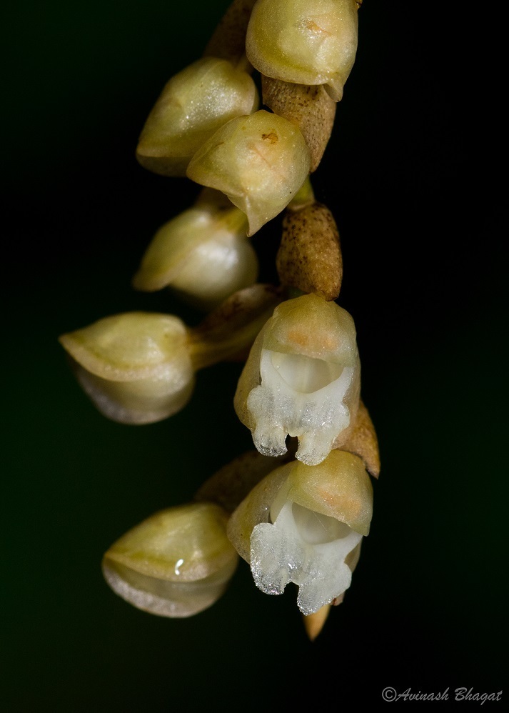 Pale Pholidota