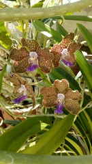Vanda