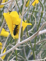 Eupompha elegans