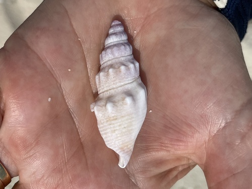 Euprotomus vomer observed 2023-10-17