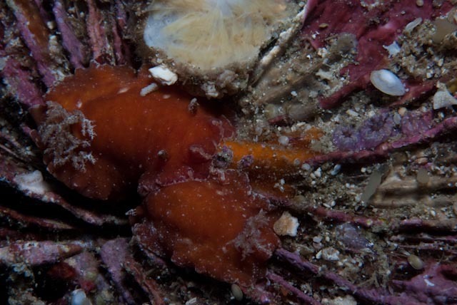 Platydoris sanguinea