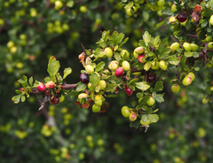 Searsia tripartita
