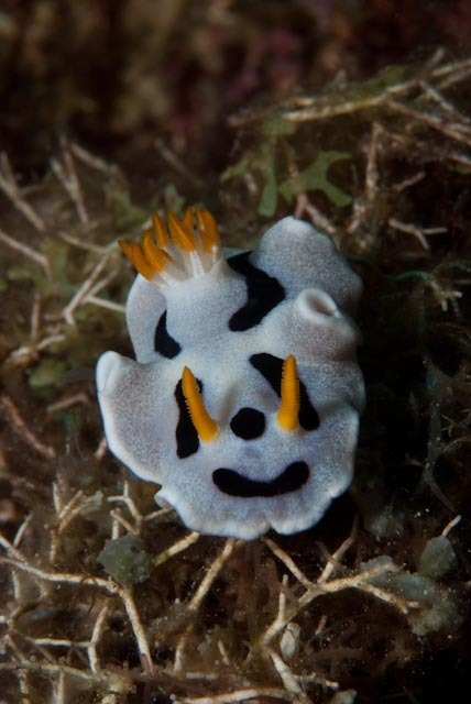 Alcala's Chromodoris