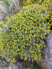 Euphorbia acanthothamnos