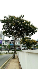 Peltophorum pterocarpum