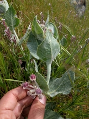 Asclepias californica
