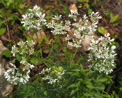 Tordylium aegyptiacum