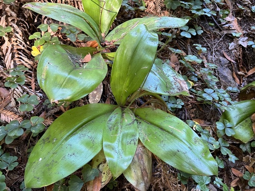 Andrew's Clintonia foliage