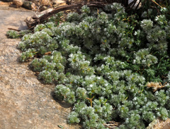 Paronychia sinaica