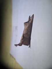 Pygaerinae