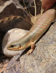Algerian Skink photo 3