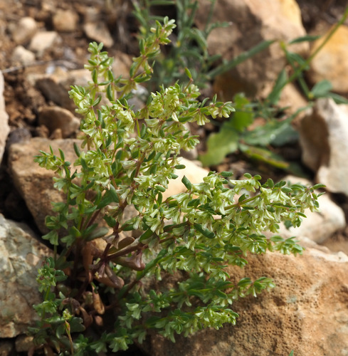 Callipeltis cucullaris · iNaturalist