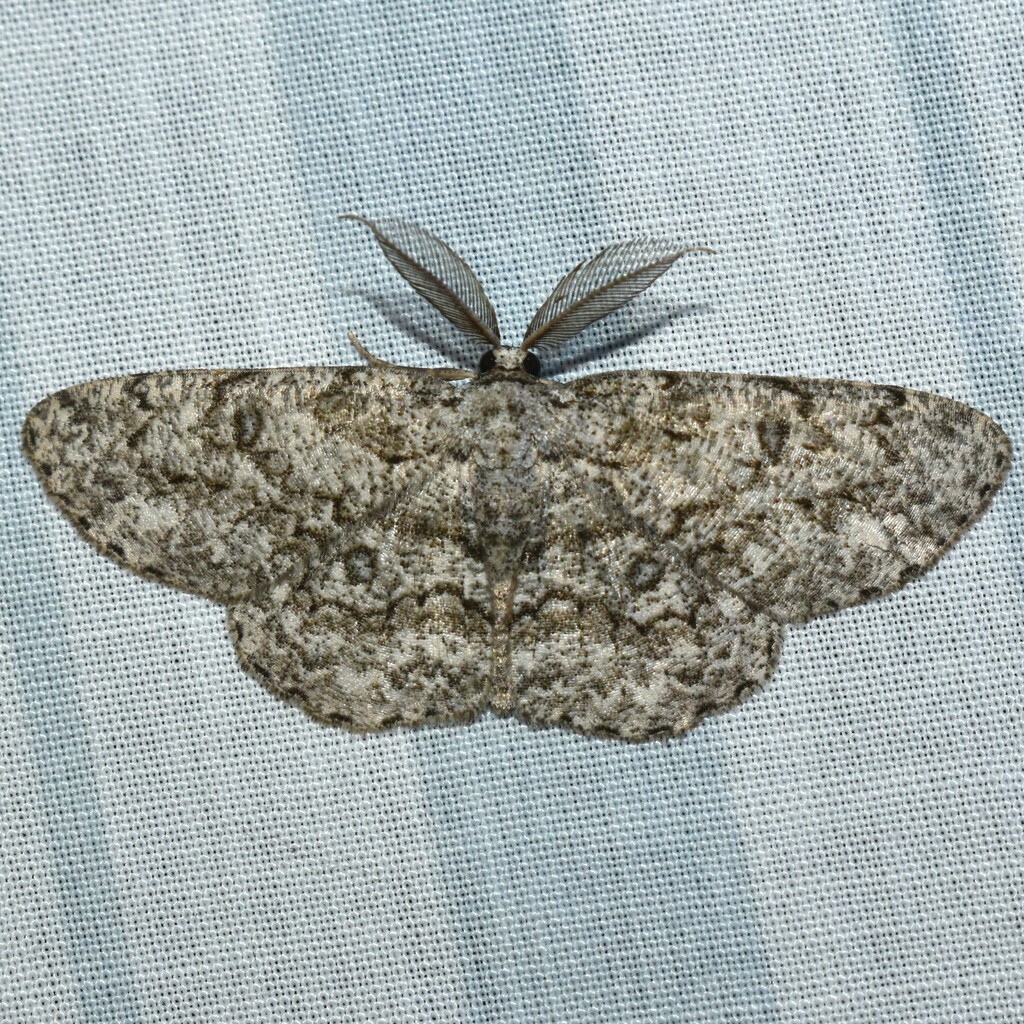 Hypomecis longipectinaria