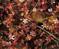 Sedum rubens