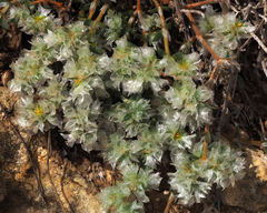 Paronychia sinaica