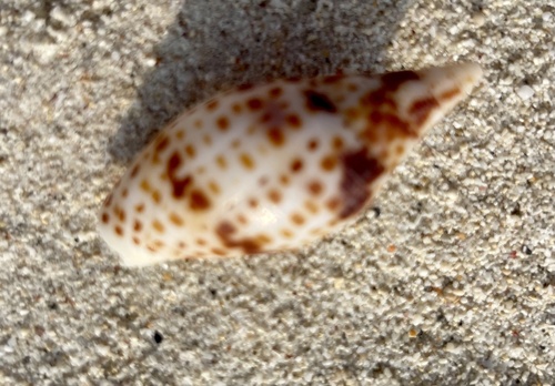 Quasimitra cardinalis observed 2023-10-17
