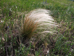 Stipa tirsa