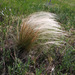 Needle Grasses - Photo (c) Sergey Mayorov, some rights reserved (CC BY-NC), uploaded by Sergey Mayorov