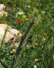 Onopordum palaestinum