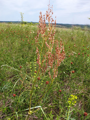 Rumex tuberosus