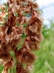 Rumex tuberosus
