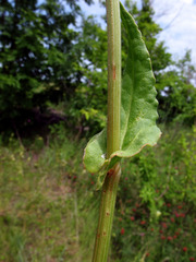Rumex tuberosus
