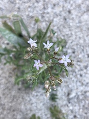 Gilia stellata