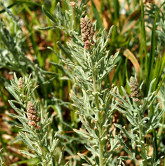 Reseda muricata