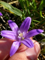 Brodiaea terrestris