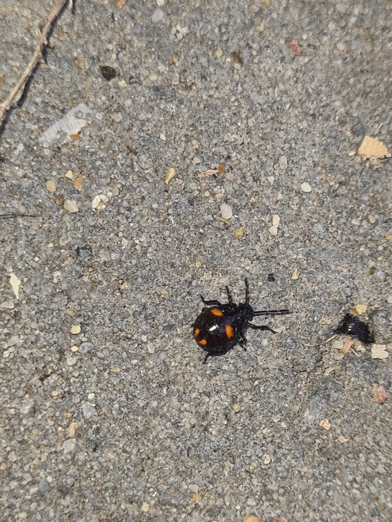 Winged and Once-winged Insects from High Wycombe WA 6057, Australia on ...