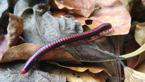 Red Spined Millipede photo 4