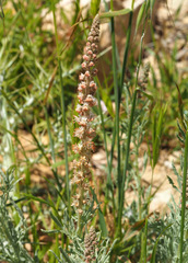 Reseda muricata