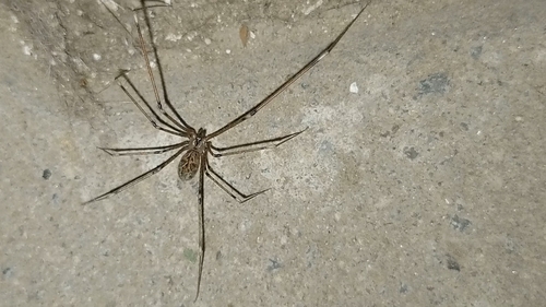 Photo of Marbled Cellar Spider (Holocnemus pluchei)