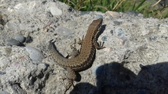 Podarcis muralis