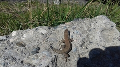 Podarcis muralis
