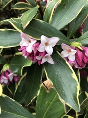 Daphne odora