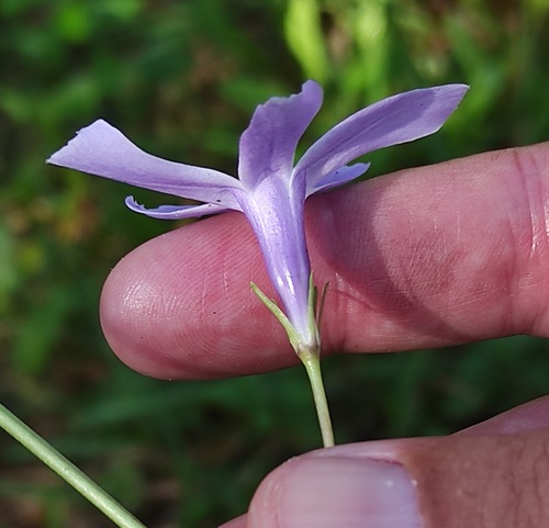 Intermediate Periwinkle