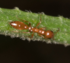 Pseudomyrmex apache
