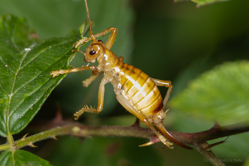 Carolina Leafroller Cricket photo 6