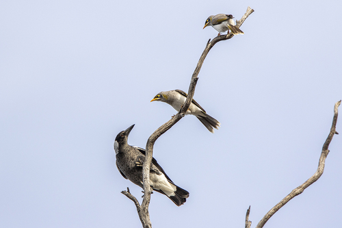 Yellow-Throated Miner