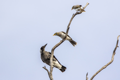Yellow-Throated Miner