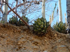 Agave oteroi
